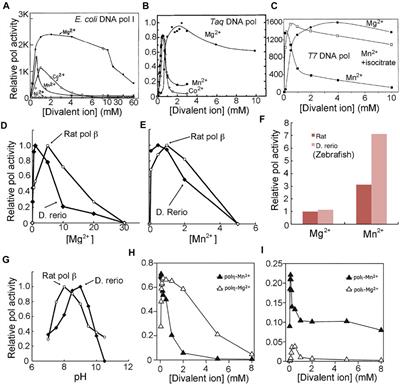 Two-Metal-Ion Catalysis: Inhibition of DNA Polymerase Activity by a Third Divalent Metal Ion